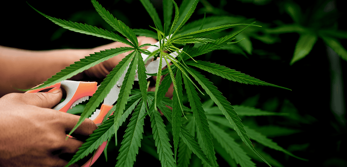 CBD Oil Payment Processing